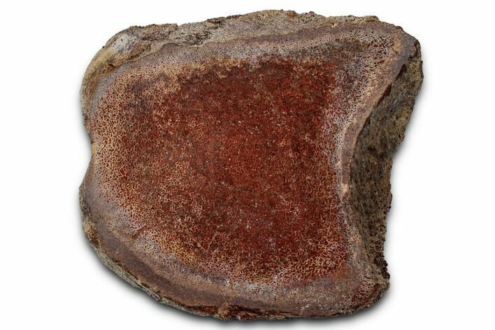 Polished Dinosaur Vertebra Section (Gembone) - New Mexico #348858